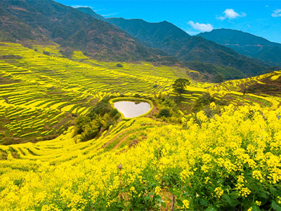 篁嶺梯田油菜花海、廬山、三清山純玩雙飛六天